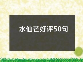 水仙芒好評50句