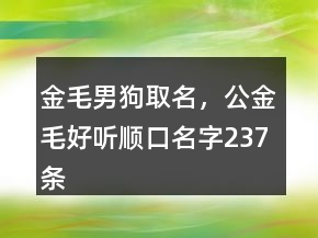 金毛男狗取名，公金毛好聽順口名字237條