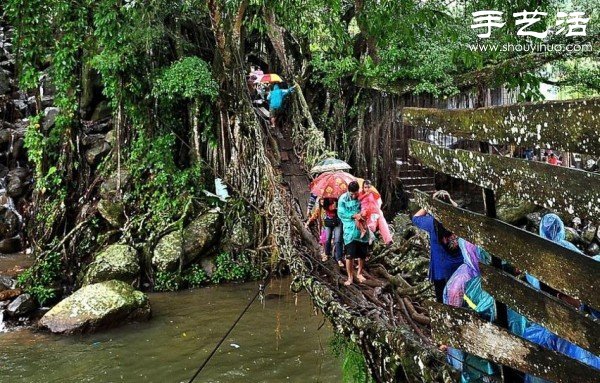 印尼趣聞：樹木根系構(gòu)建“活的橋梁” -  www.rpnrmr.com