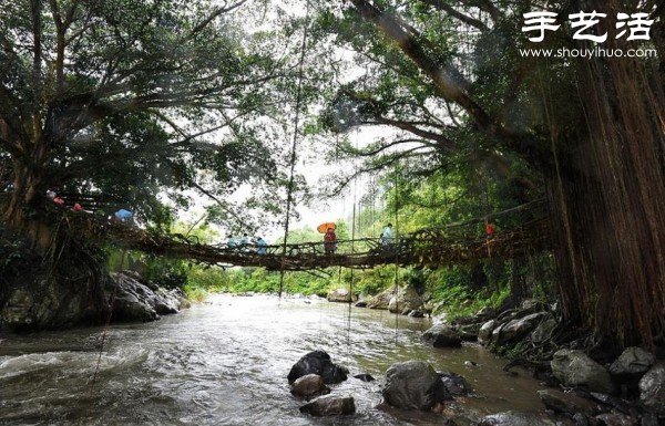 印尼趣聞：樹木根系構(gòu)建“活的橋梁” -  www.rpnrmr.com
