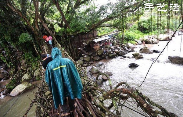 印尼趣聞：樹木根系構(gòu)建“活的橋梁” -  www.rpnrmr.com