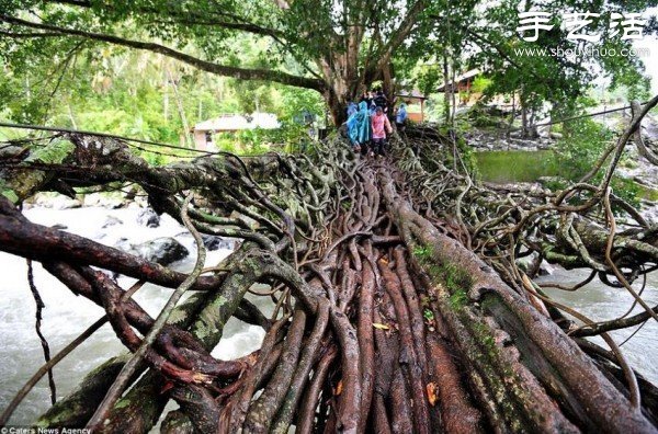 印尼趣聞：樹木根系構(gòu)建“活的橋梁” -  www.rpnrmr.com