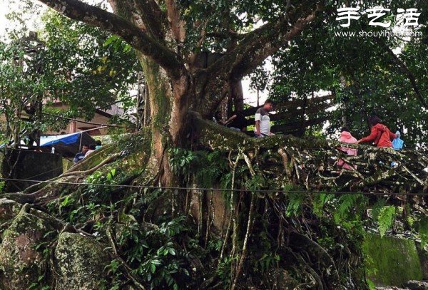 印尼趣聞：樹木根系構(gòu)建“活的橋梁” -  www.rpnrmr.com
