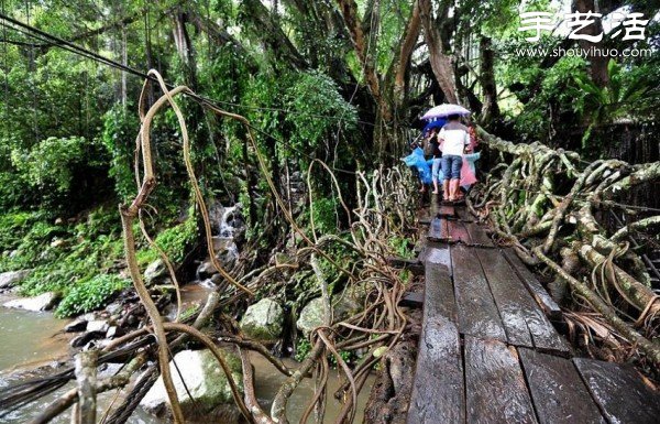 印尼趣聞：樹木根系構(gòu)建“活的橋梁” -  www.rpnrmr.com