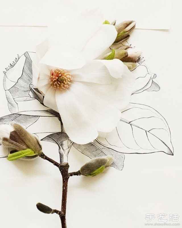 花朵與簡筆畫結(jié)合DIY奇妙昆蟲圖案 -  www.rpnrmr.com