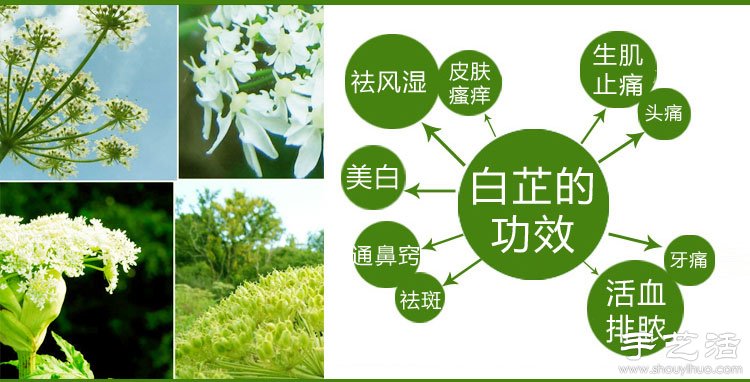 自制白芷粉面膜教程 白芷粉面膜DIY方法大全 -  www.rpnrmr.com