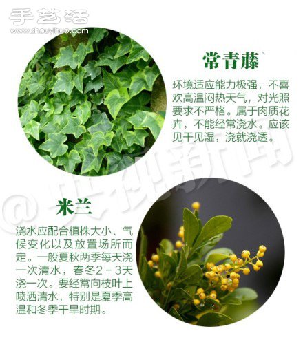 18種家里常種花草植物的正確澆水方法 -  www.rpnrmr.com