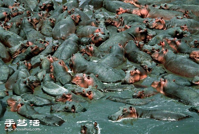 數(shù)大便是美 你沒看過的生物大集會(huì)攝影作品 -  www.rpnrmr.com