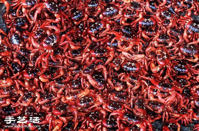 數(shù)大便是美 你沒看過的生物大集會(huì)攝影作品 -  www.rpnrmr.com