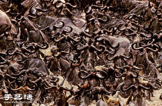 數(shù)大便是美 你沒看過的生物大集會(huì)攝影作品 -  www.rpnrmr.com