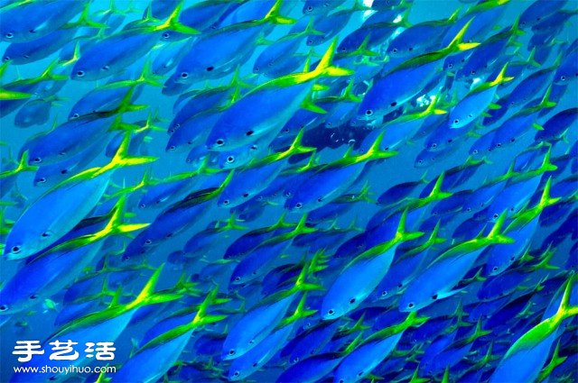 數(shù)大便是美 你沒看過的生物大集會(huì)攝影作品 -  www.rpnrmr.com
