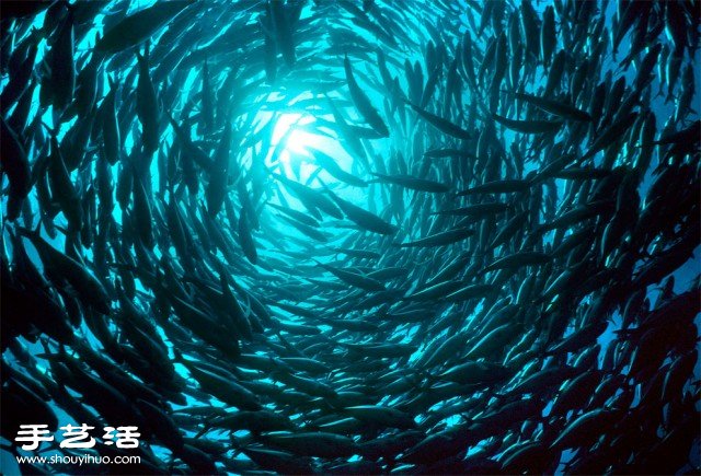 數(shù)大便是美 你沒看過的生物大集會(huì)攝影作品 -  www.rpnrmr.com