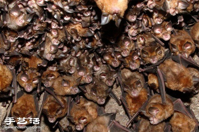 數(shù)大便是美 你沒看過的生物大集會(huì)攝影作品 -  www.rpnrmr.com