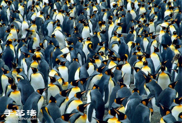 數(shù)大便是美 你沒看過的生物大集會(huì)攝影作品 -  www.rpnrmr.com