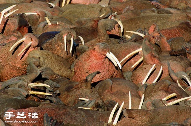 數(shù)大便是美 你沒看過的生物大集會(huì)攝影作品 -  www.rpnrmr.com