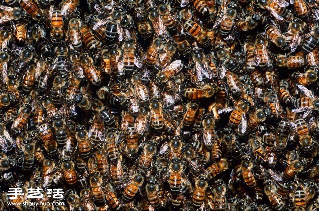 數(shù)大便是美 你沒看過的生物大集會(huì)攝影作品 -  www.rpnrmr.com