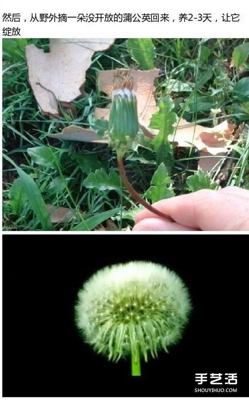 透明蒲公英球小飾品DIY制作過程步驟 -  www.rpnrmr.com