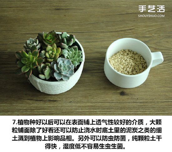 多肉植物種植方法圖解 多肉植物拼盤制作教程 -  www.rpnrmr.com