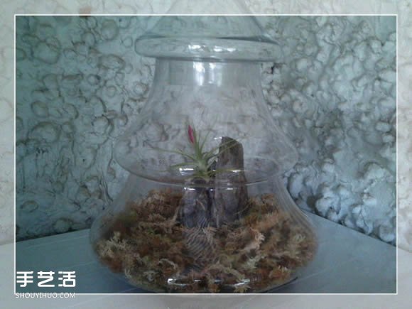 密封玻璃容器盆景DIY 幾乎不要澆水和施肥 -  www.rpnrmr.com