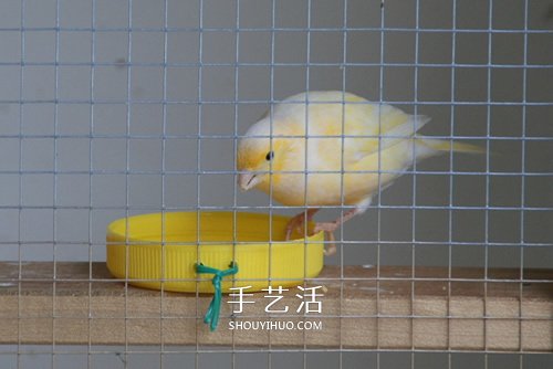 舊書柜改造鳥柜的過程 自制木頭鳥柜的方法 -  www.rpnrmr.com