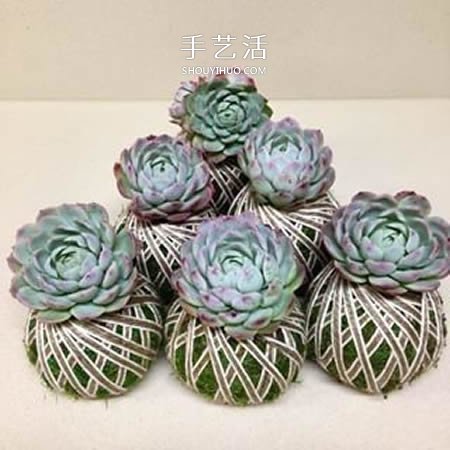 別浪費錢買花盆！用繩子就可以種出美麗多肉 -  www.rpnrmr.com