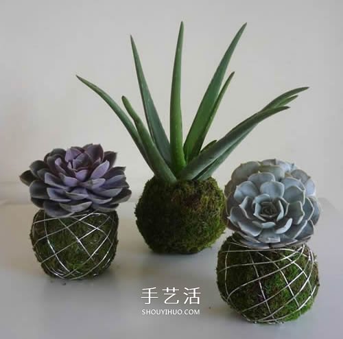 別浪費錢買花盆！用繩子就可以種出美麗多肉 -  www.rpnrmr.com