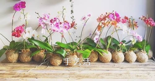 別浪費錢買花盆！用繩子就可以種出美麗多肉 -  www.rpnrmr.com