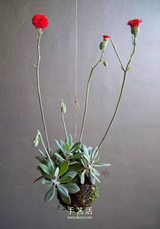 省地又好看的種花方式 原來花盆還能這么放 -  www.rpnrmr.com