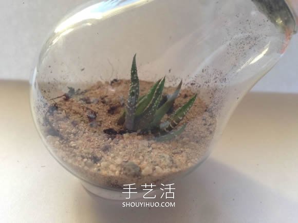 超詳細燈泡改造教程 自制一個漂亮微景觀！ -  www.rpnrmr.com