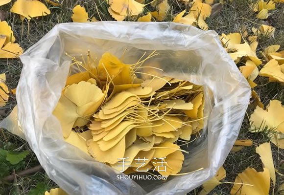自制銀杏葉玫瑰花的方法圖解教程 -  www.rpnrmr.com